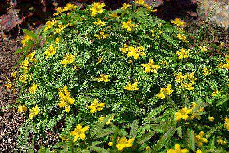 anemones de caenne na pagtatanim at pangangalaga sa bukas na bukid