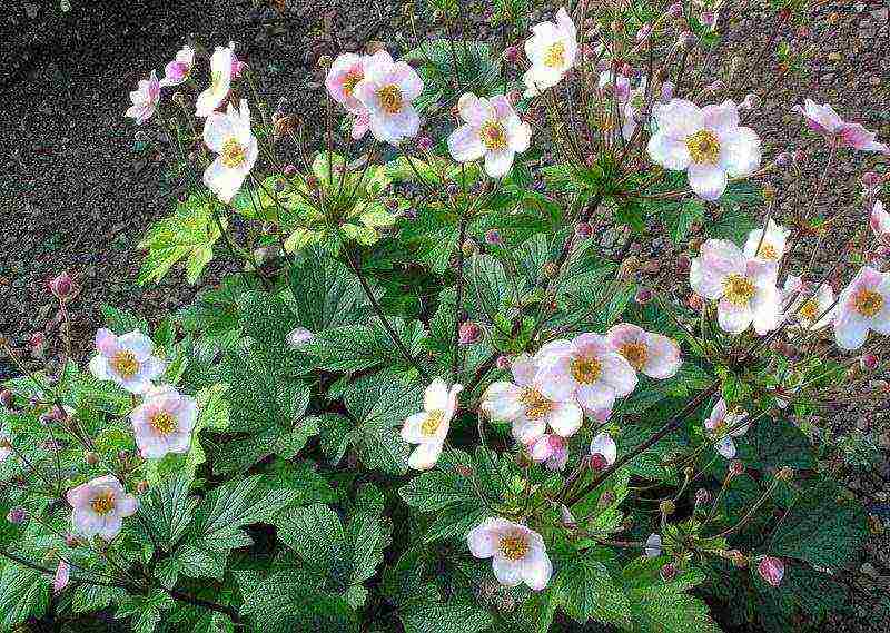 anemones de caenne การปลูกและดูแลในทุ่งโล่ง