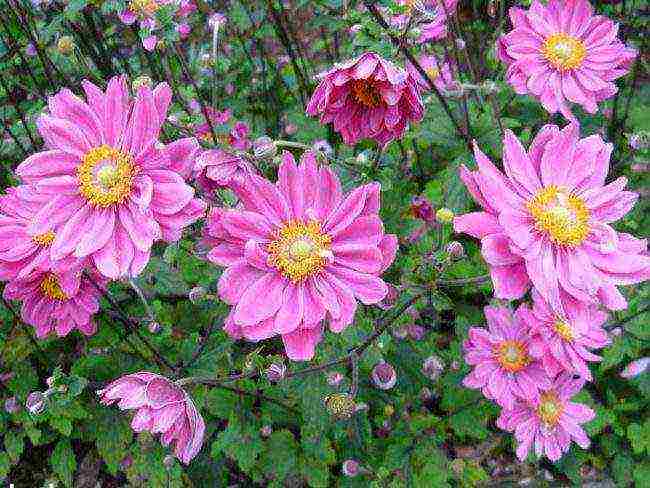 anemones de caenne planting and care in the open field