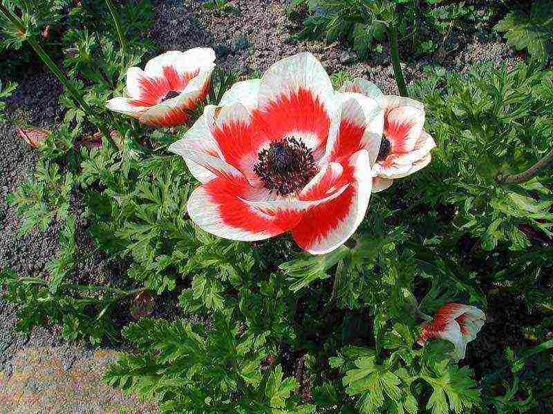 anemones de caenne planting and care in the open field