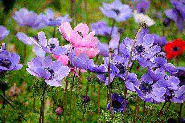 anemones planting and care in the open field in the Urals