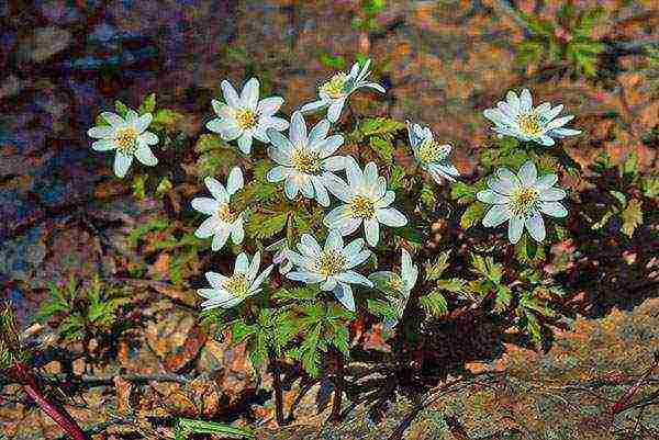 anemones planting and care in the open field in the Urals