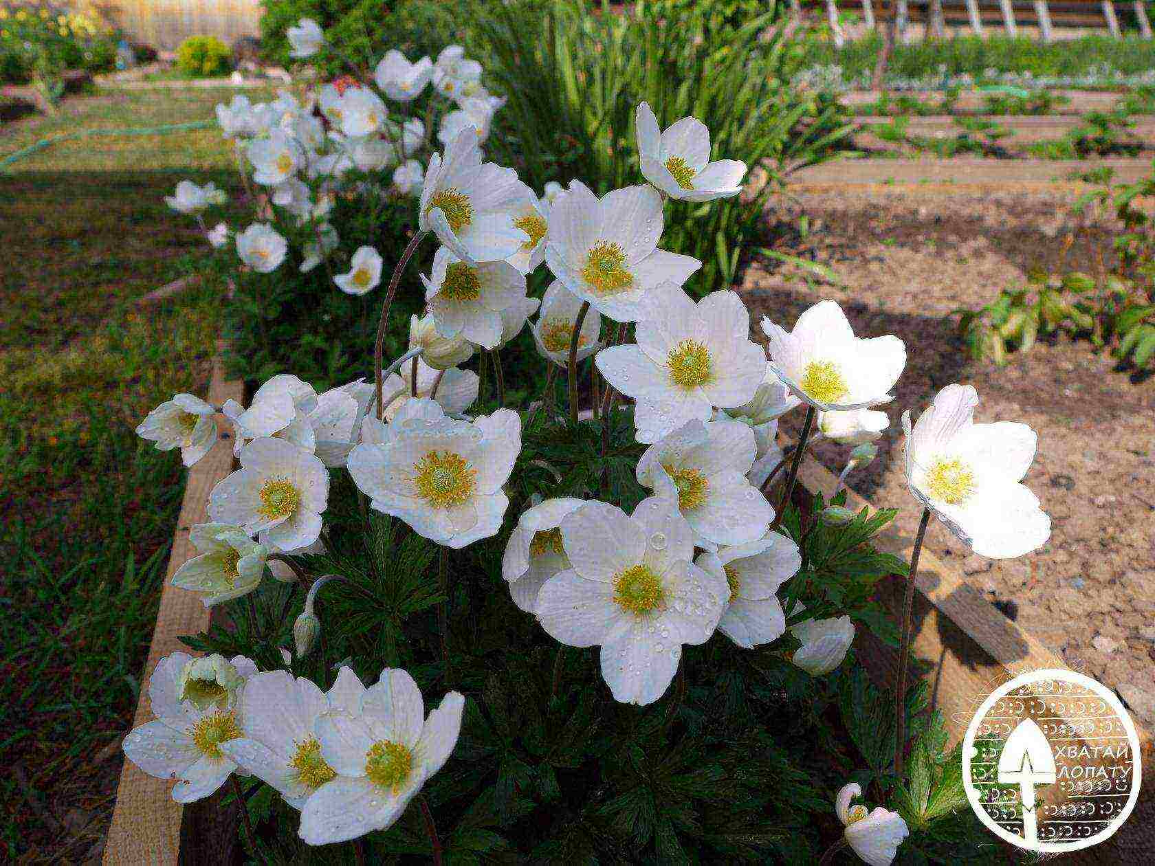 anemones planting and care in the open field in the Urals