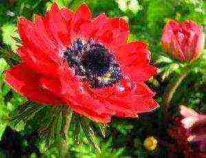 anemones planting and care in the open field in the Urals