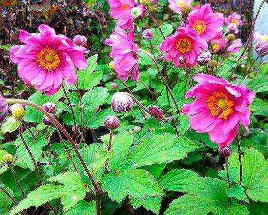 anemones planting and care in the open field in the Urals