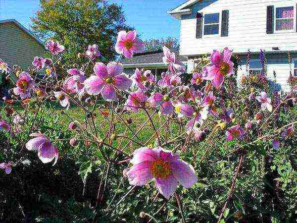 anemones planting and care in the open field in the Urals