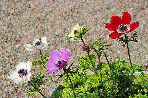 anemones planting and care in the open field in the Urals