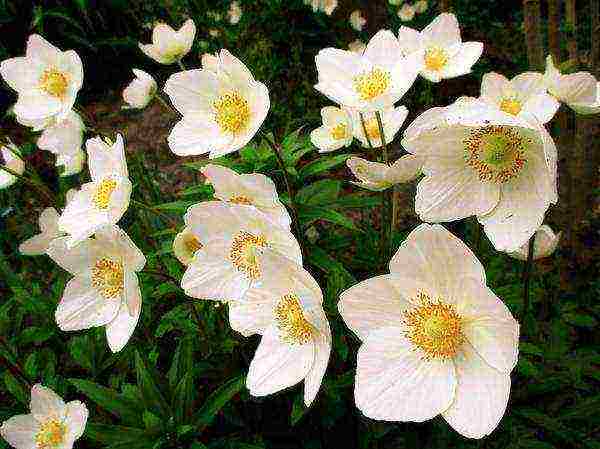 anemones planting and care in the open field in autumn in siberia