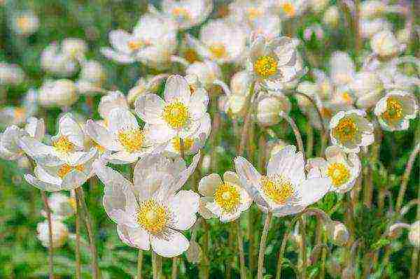 anemones planting and care in the open field in autumn in siberia