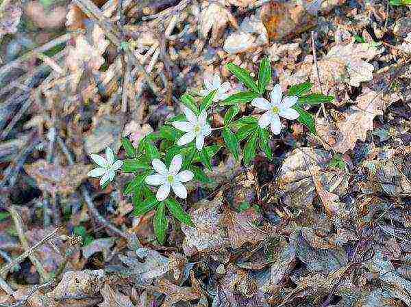 anemones planting and care in the open field in autumn in siberia