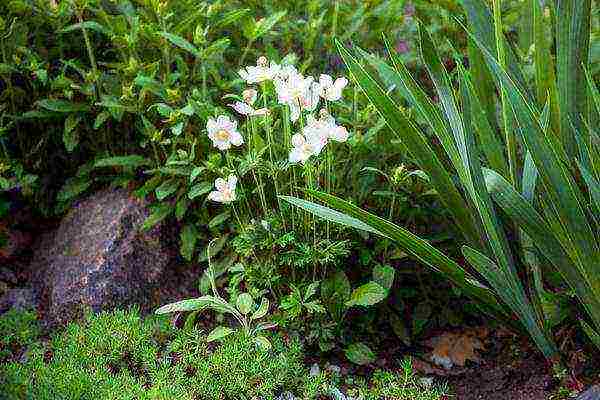 anemones planting and care in the open field in autumn in siberia