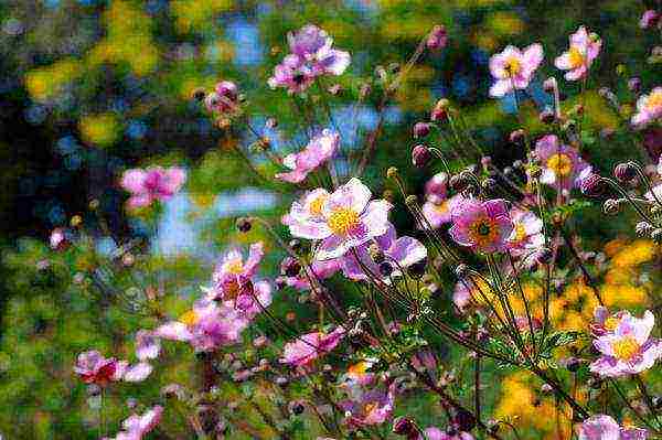 anemones planting and care in the open field in autumn in siberia