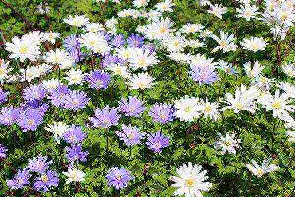 anemones planting and care in the open field in autumn in siberia