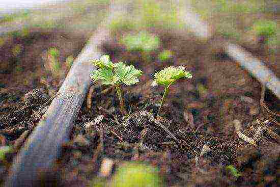 anemones planting and care in the open field in autumn in siberia