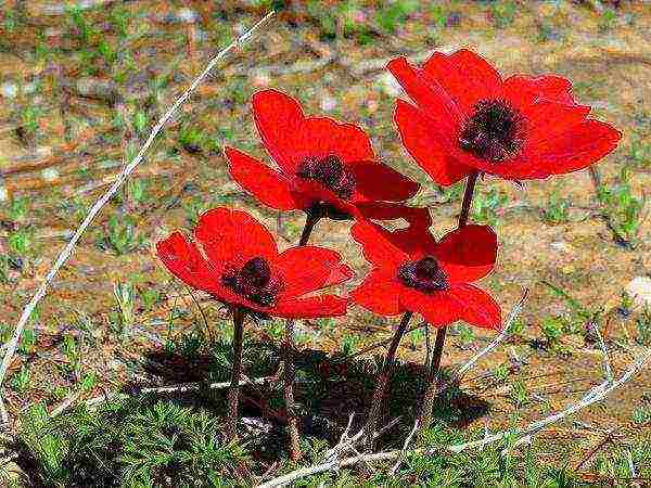 anemones planting tubers in autumn and care in the open field