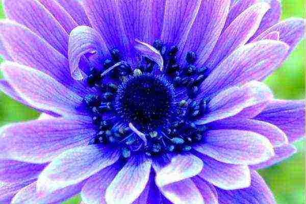 anemones planting tubers in autumn and care in the open field