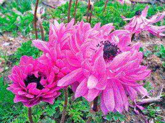 anemones planting tubers in autumn and care in the open field