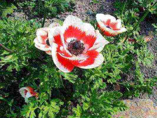 anemones planting tubers in autumn and care in the open field