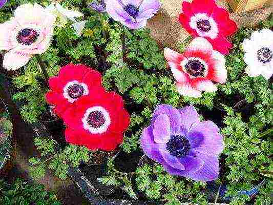 anemones planting tubers in autumn and care in the open field