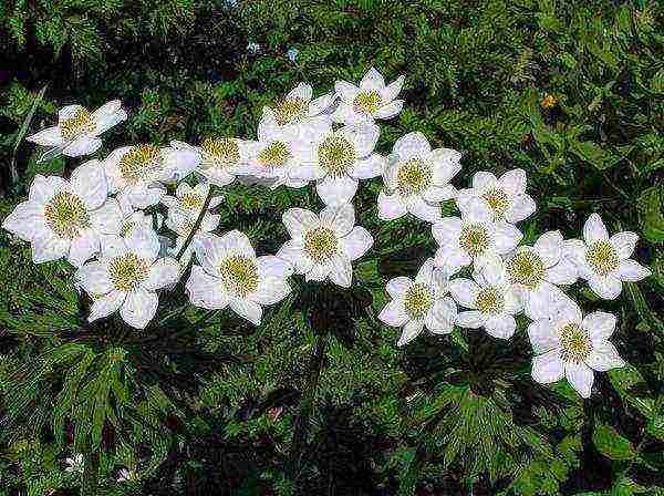 anemones planting tubers in autumn and care in the open field