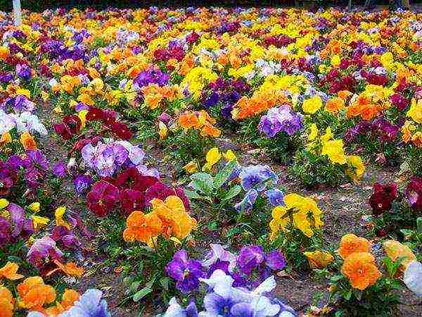 pagtatanim ng pansies at pangangalaga sa bukas na bukid sa siberia