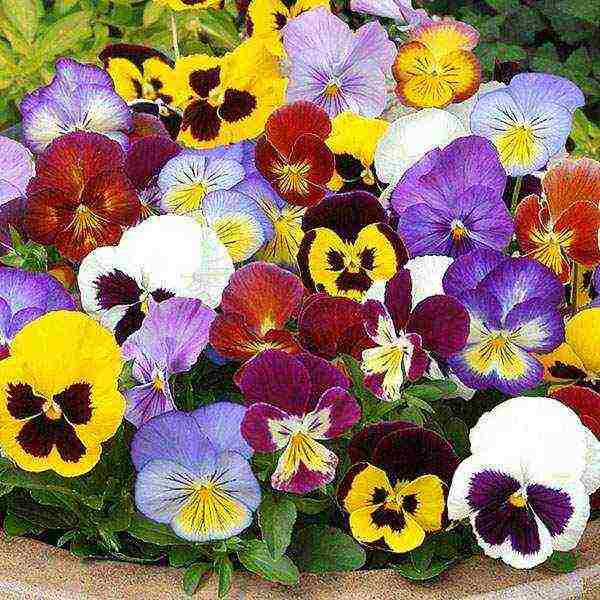 pansies planting and care in the open field in siberia