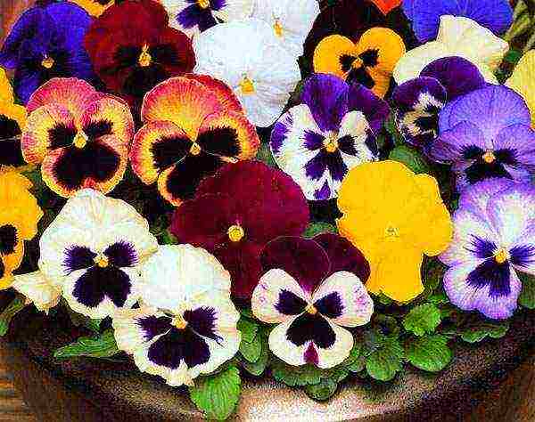 pansies planting and care in the open field in siberia