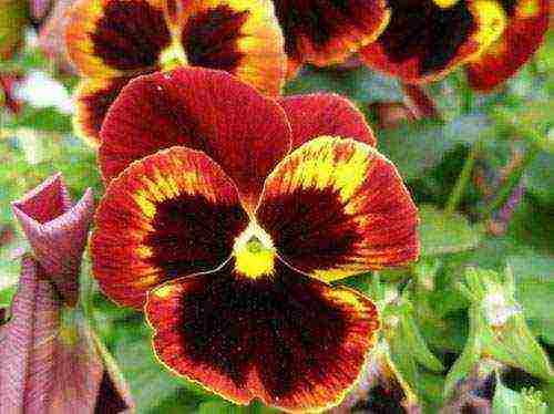 pagtatanim ng pansies at pangangalaga sa bukas na bukid sa siberia