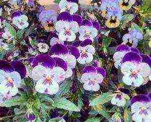 pansies planting and care in the open field in siberia