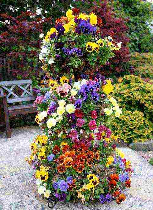 pansies planting and care in the open field in siberia