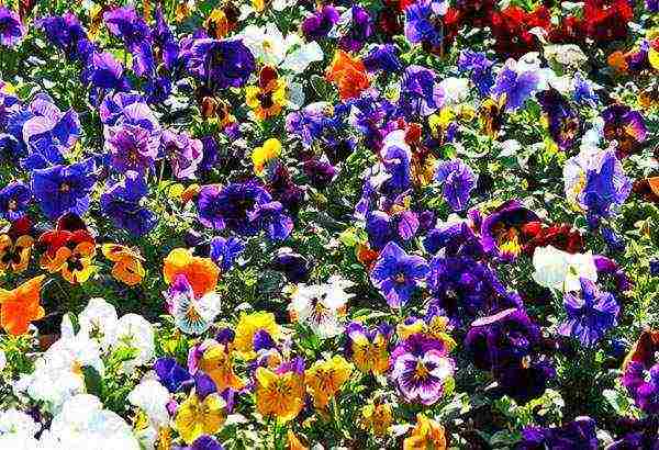 pagtatanim ng pansies at pangangalaga sa bukas na bukid sa siberia