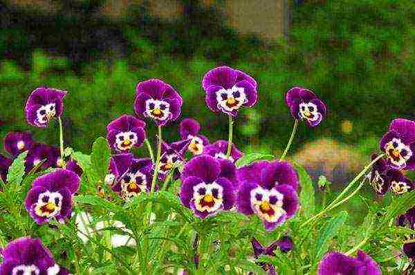 pansies planting and care in the open field in siberia