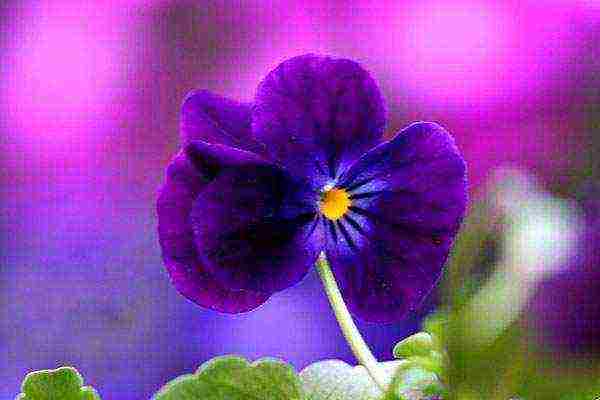 pansies planting and care in the open field in siberia