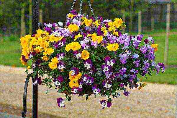 pansies planting and care in the open field in siberia