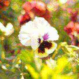 pansies planting and care in the open field in siberia