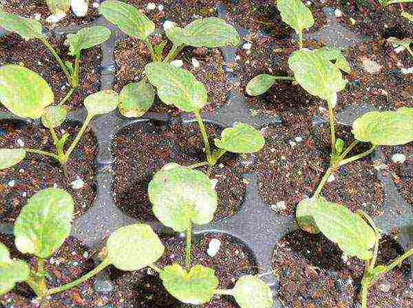 pansies planting and care in the open field in siberia