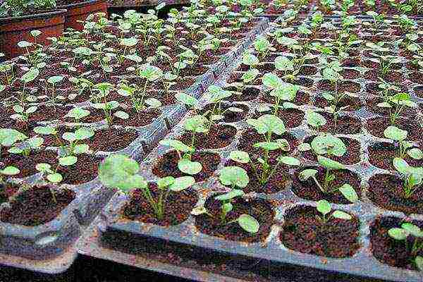 pansies planting and care in the open field in siberia