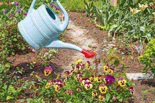 pansies planting and care in the open field in siberia