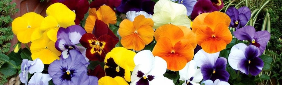 pansies planting and care in the open field in siberia