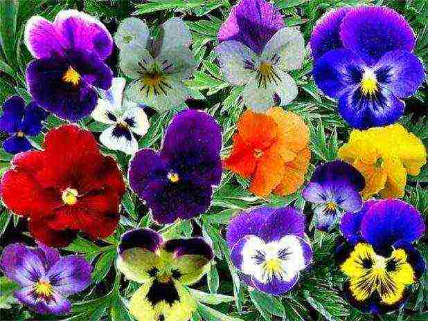 pansies planting and care in the open field in siberia