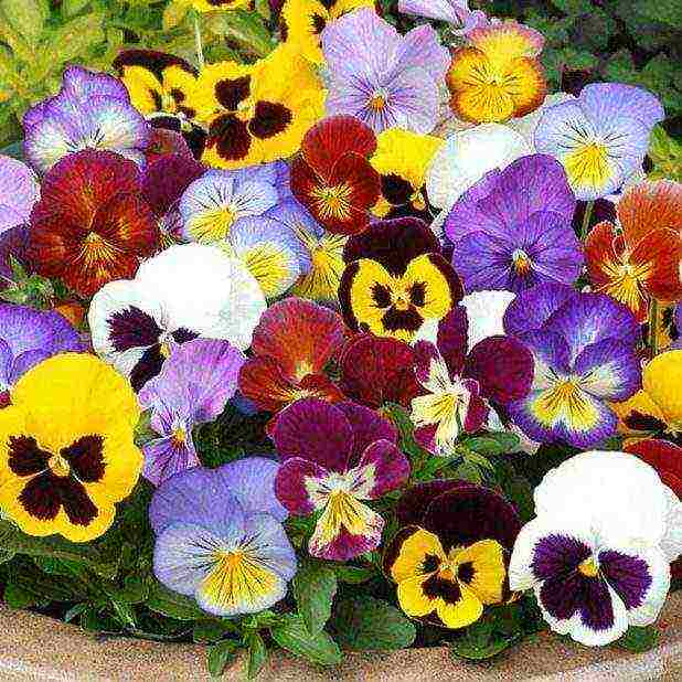 pansies planting and care in the open field in siberia