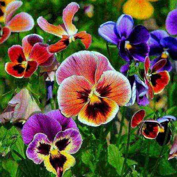 pagtatanim ng pansies at pangangalaga sa bukas na bukid sa siberia