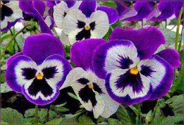 pansies planting and care in the open field in siberia