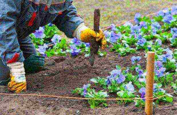 pansies planting and care in the open field in siberia