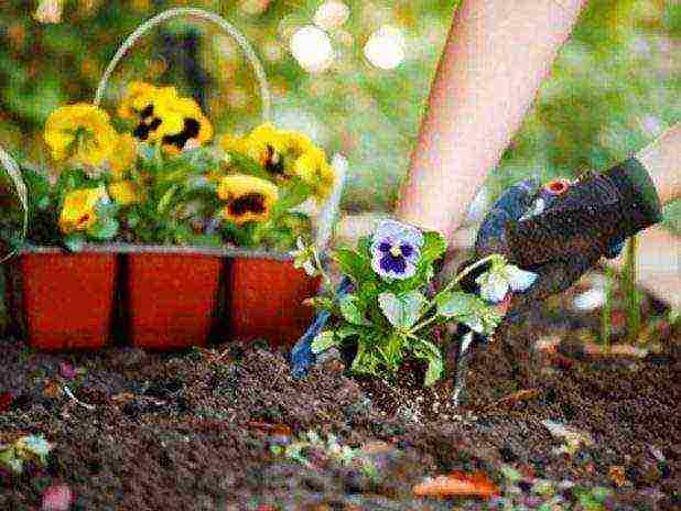 pansies planting and care in the open field in siberia