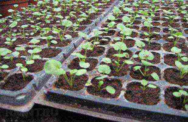 pansies planting and care in the open field in siberia