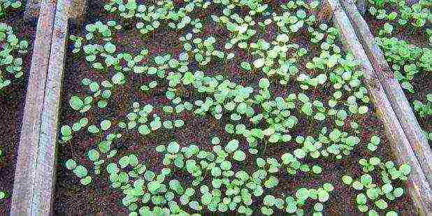 pansies planting and care in the open field in siberia