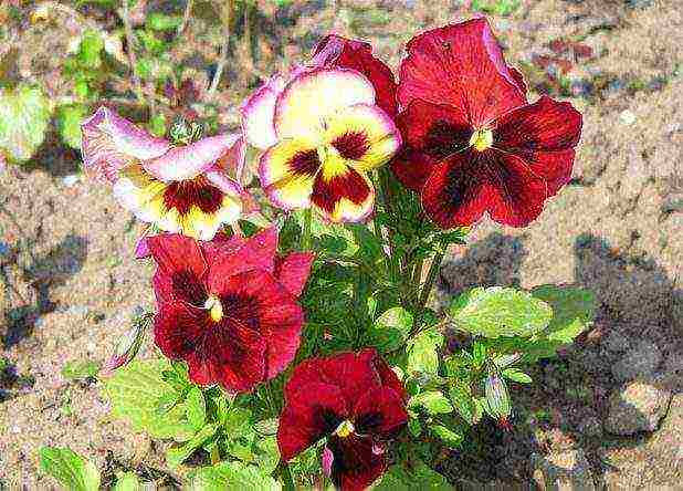 pansies planting and care in the open field in siberia