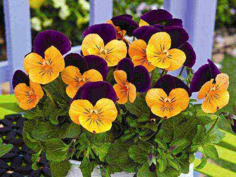 pansies planting and care in the open field in siberia