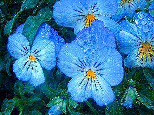 pansies planting and care in the open field in siberia